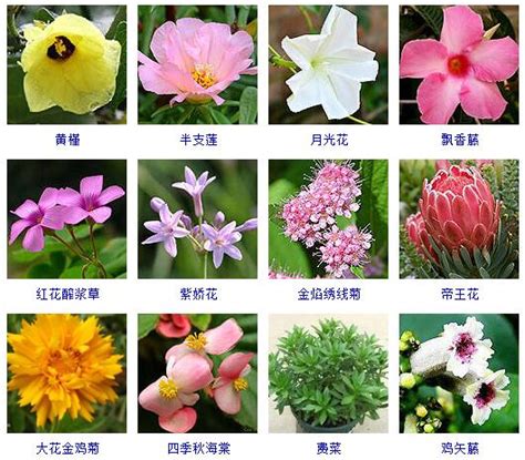 花草|草本植物(花卉)图鉴及常见问题大全